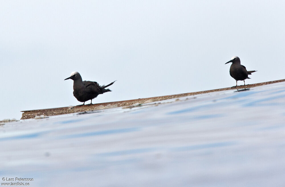 Black Noddy