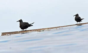 Black Noddy