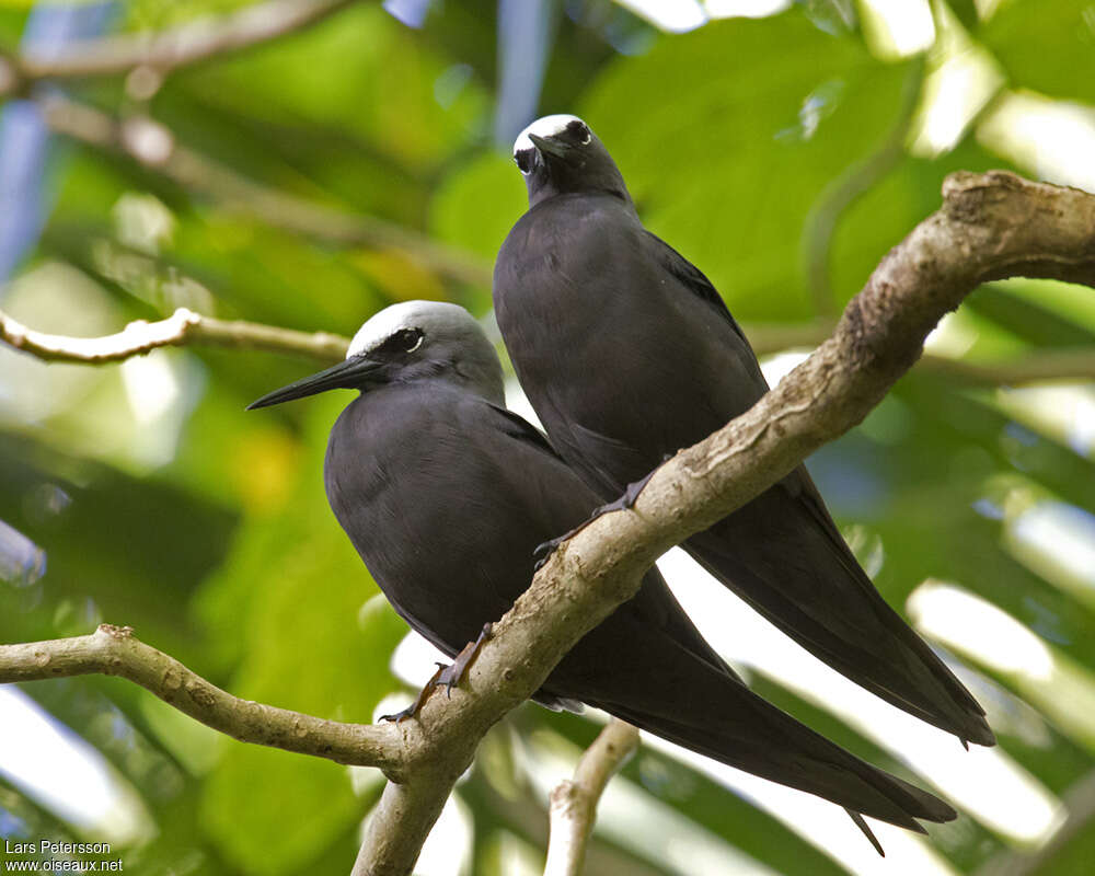 Black Noddyadult, Behaviour