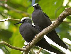 Black Noddy