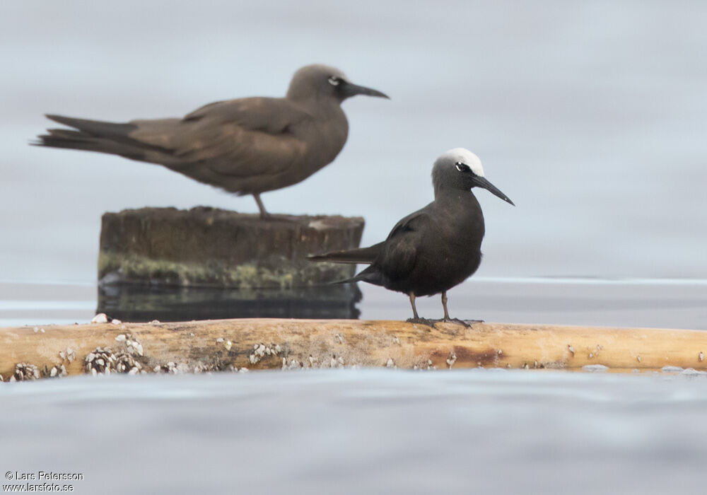 Black Noddy