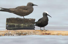 Black Noddy