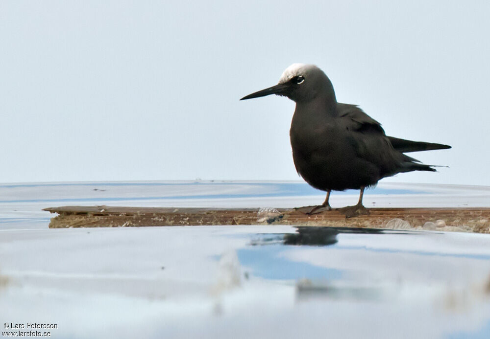 Black Noddy