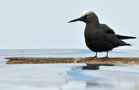 Black Noddy