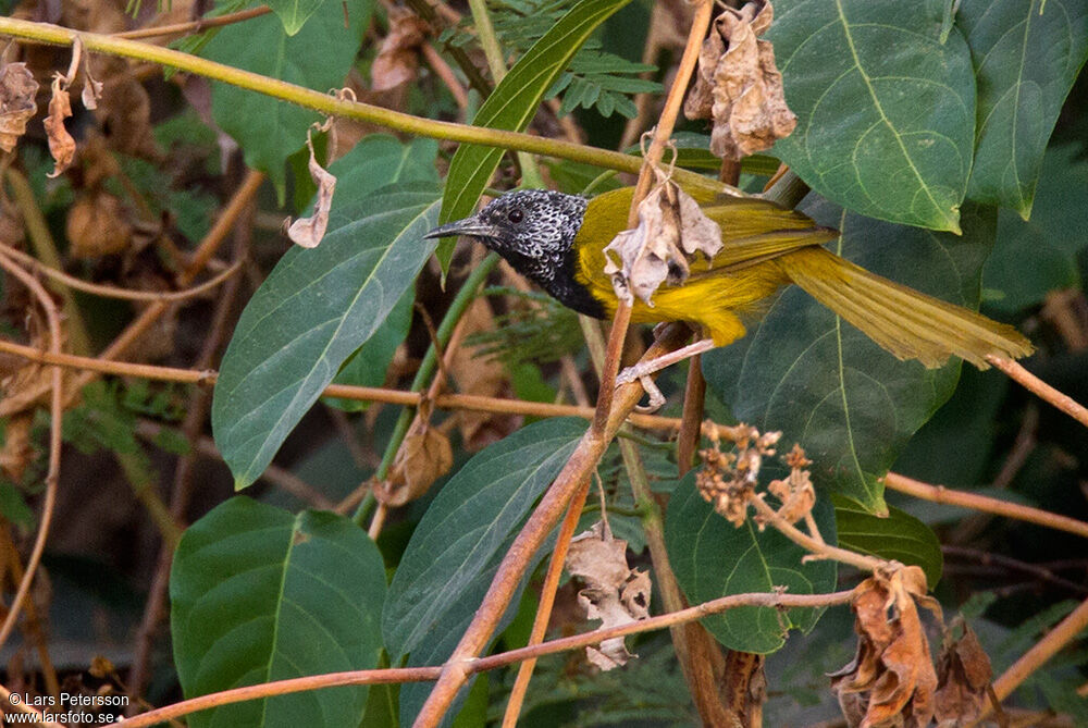 Oriole Warbler