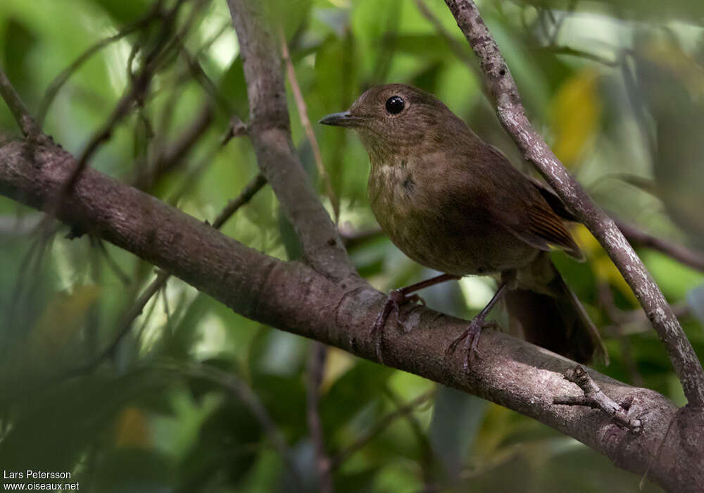 White-tailed Robin female adult, identification