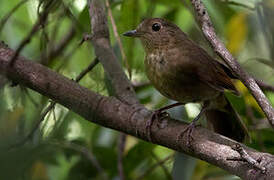 White-tailed Robin