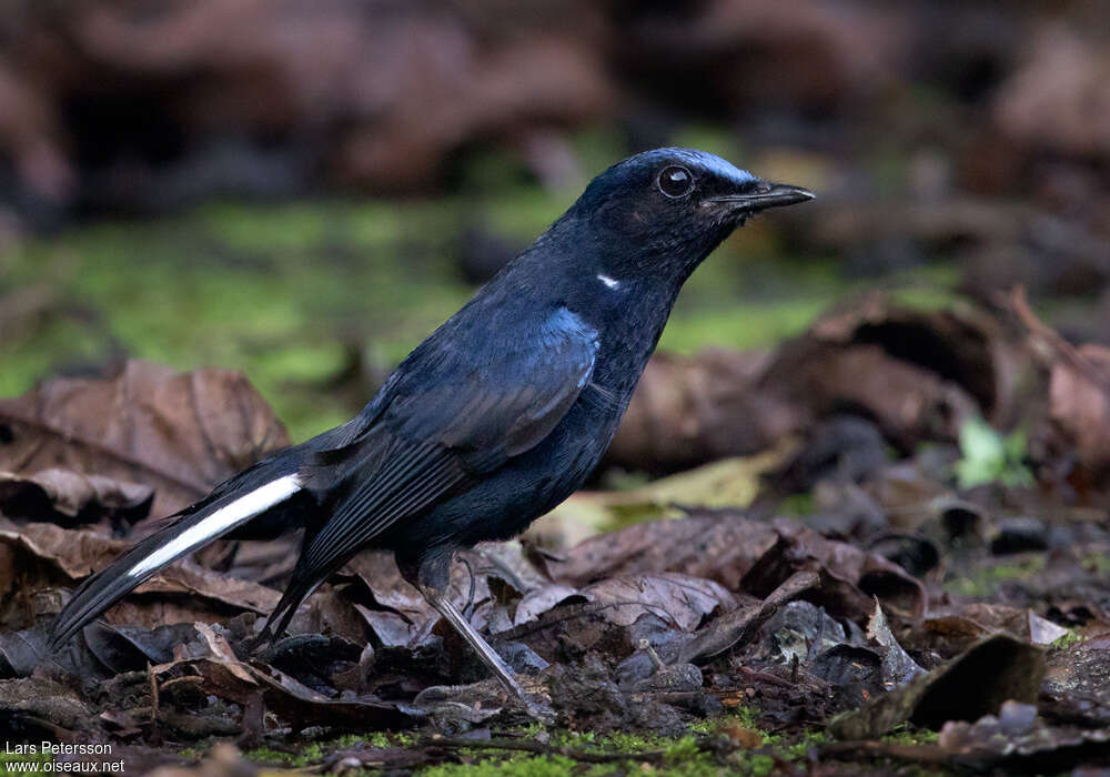 White-tailed Robin male adult, identification