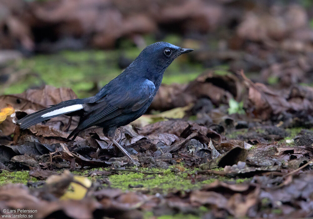 White-tailed Robin