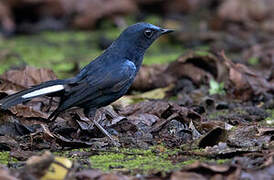 White-tailed Robin