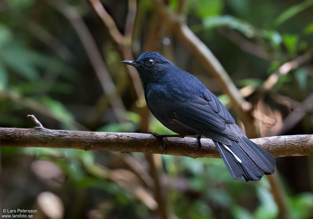 White-tailed Robin