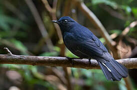 White-tailed Robin