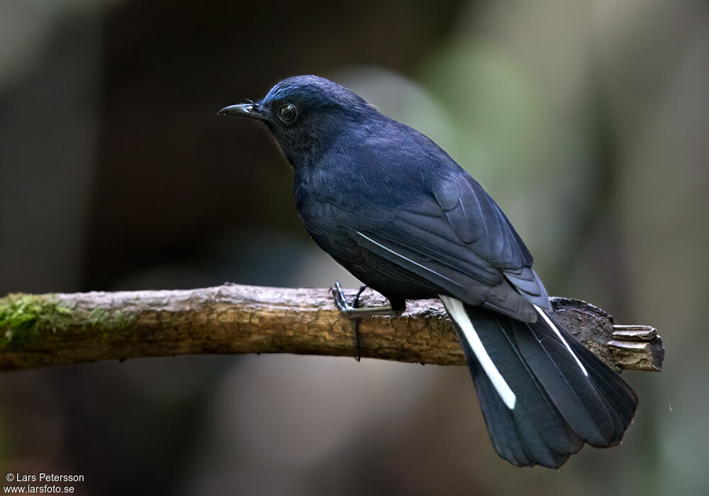 White-tailed Robin