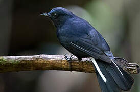 White-tailed Robin