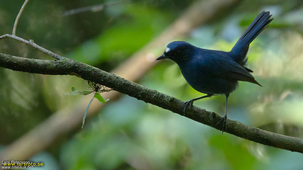 Sunda Robin male adult, Behaviour