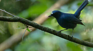 Javan Blue Robin