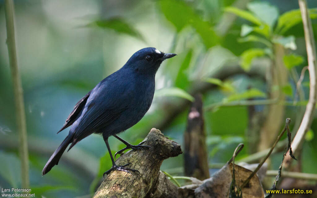 Sunda Robin male adult, identification