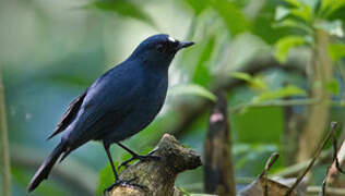 Javan Blue Robin