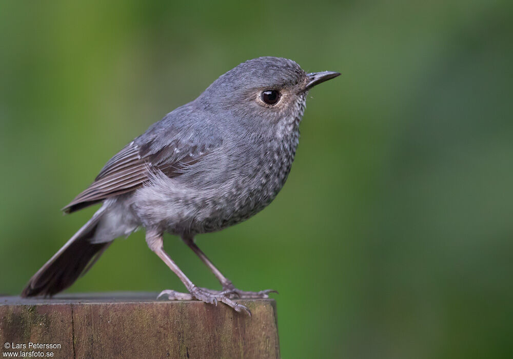 Plumbeous Water Redstart