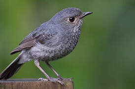 Plumbeous Water Redstart