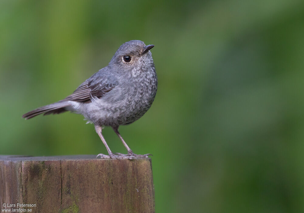 Plumbeous Water Redstart