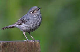 Plumbeous Water Redstart