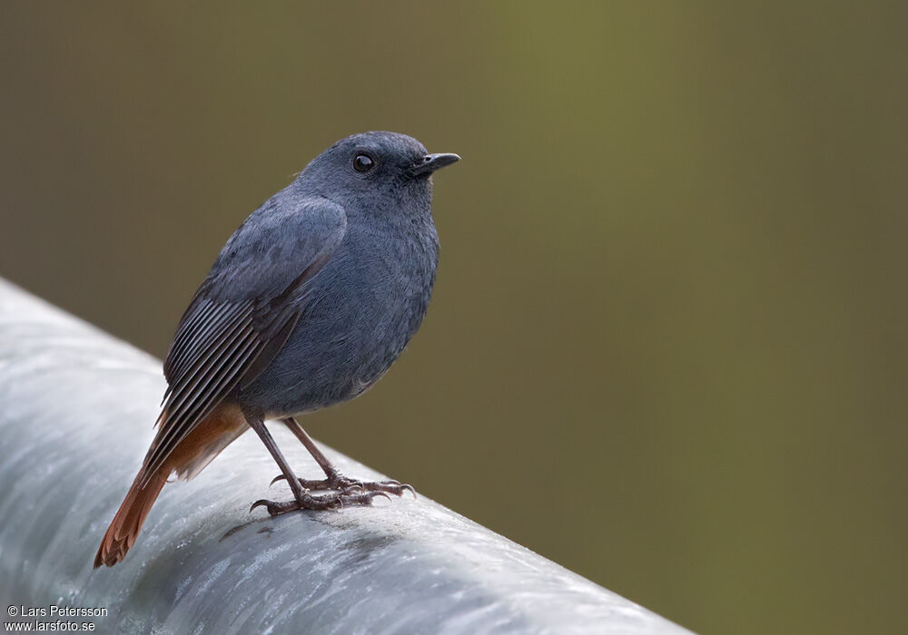 Plumbeous Water Redstart