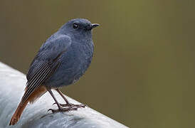 Plumbeous Water Redstart