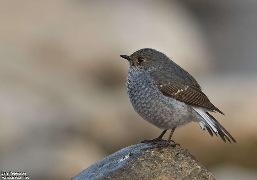 Plumbeous Water Redstart female adult, identification