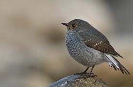 Plumbeous Water Redstart