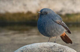 Plumbeous Water Redstart