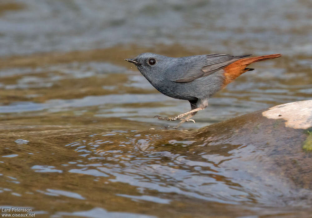 Plumbeous Water Redstart male, habitat, pigmentation