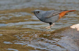 Plumbeous Water Redstart