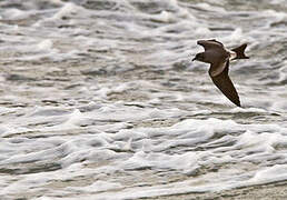 Leach's Storm Petrel