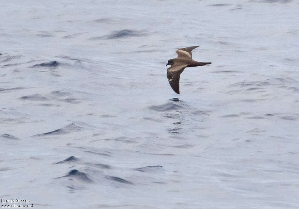 Matsudaira's Storm Petrel