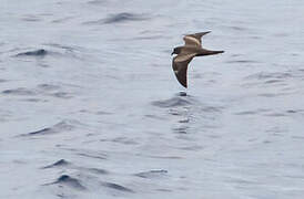 Matsudaira's Storm Petrel