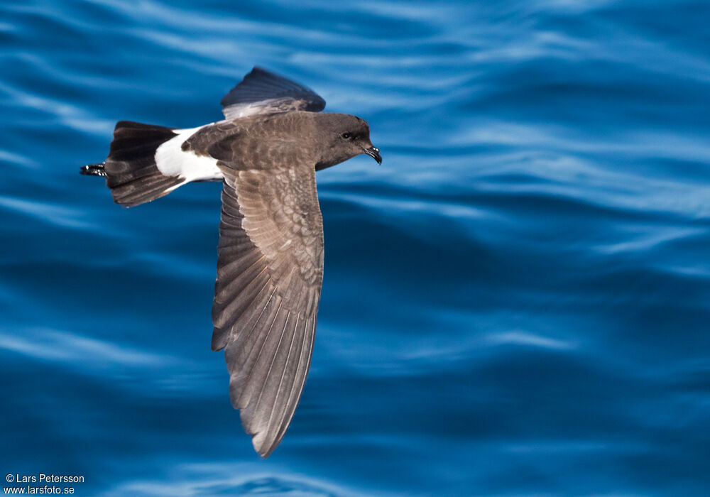 New Zealand Storm Petrel