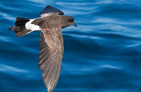 New Zealand Storm Petrel