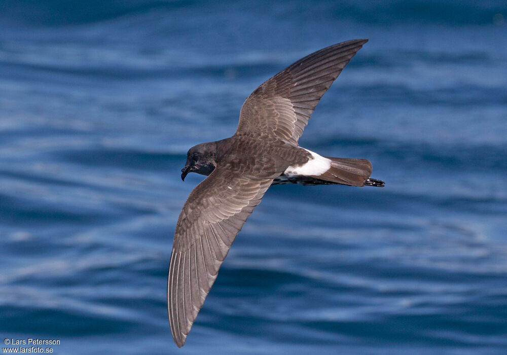 New Zealand Storm Petrel