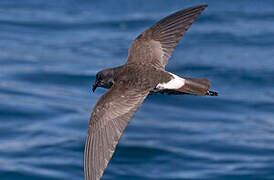 New Zealand Storm Petrel