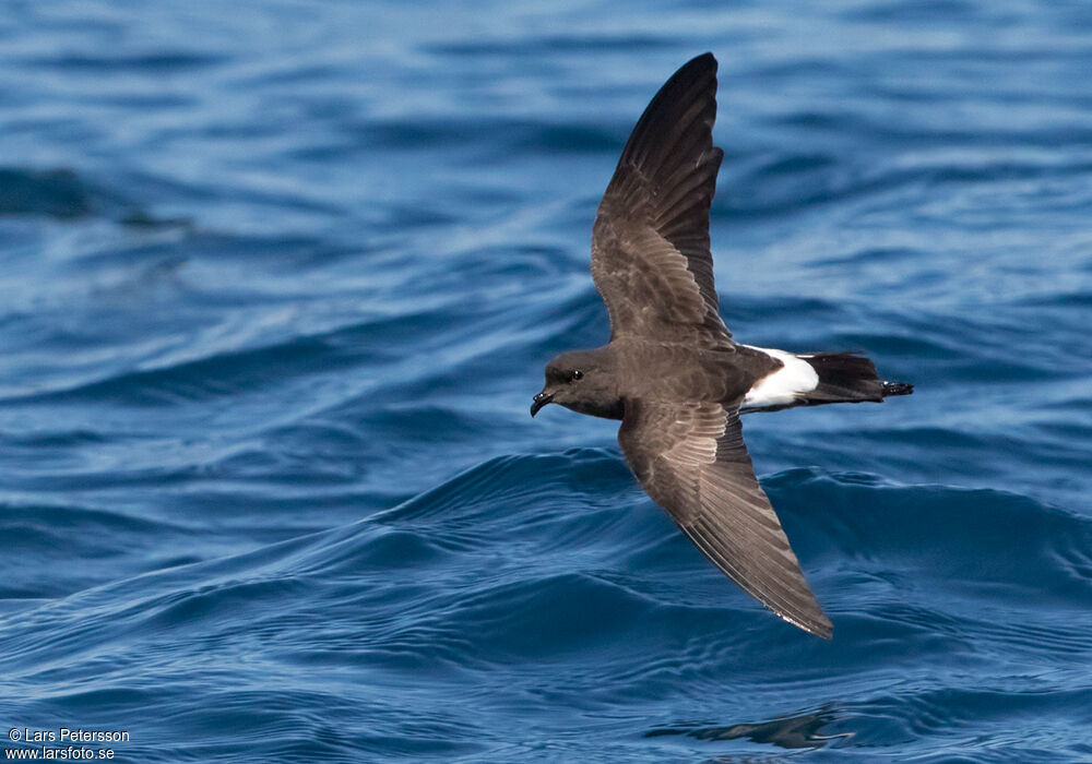 New Zealand Storm Petrel