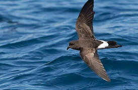 New Zealand Storm Petrel