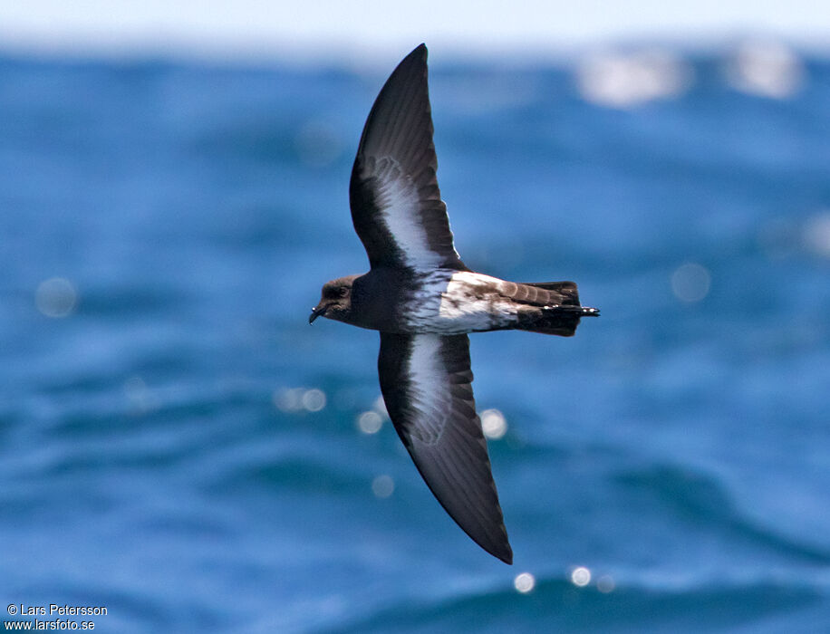 New Zealand Storm Petrel