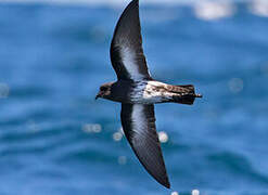 New Zealand Storm Petrel