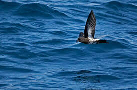 New Zealand Storm Petrel