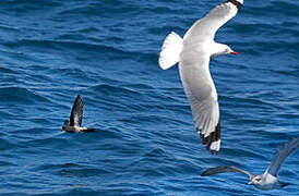 New Zealand Storm Petrel