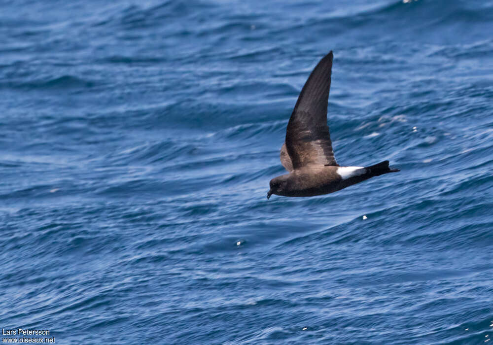 Wilson's Storm Petrel, pigmentation, Flight