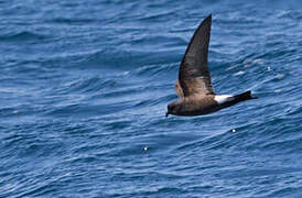 Wilson's Storm Petrel