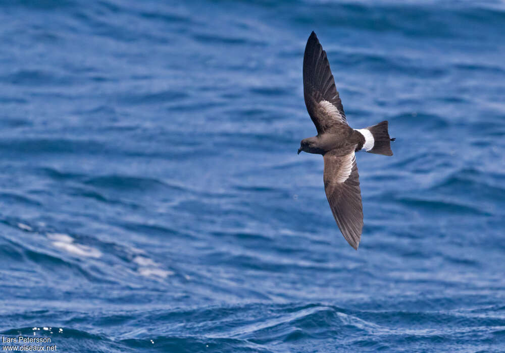 Wilson's Storm Petrel, pigmentation, Flight