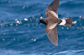 Wilson's Storm Petrel